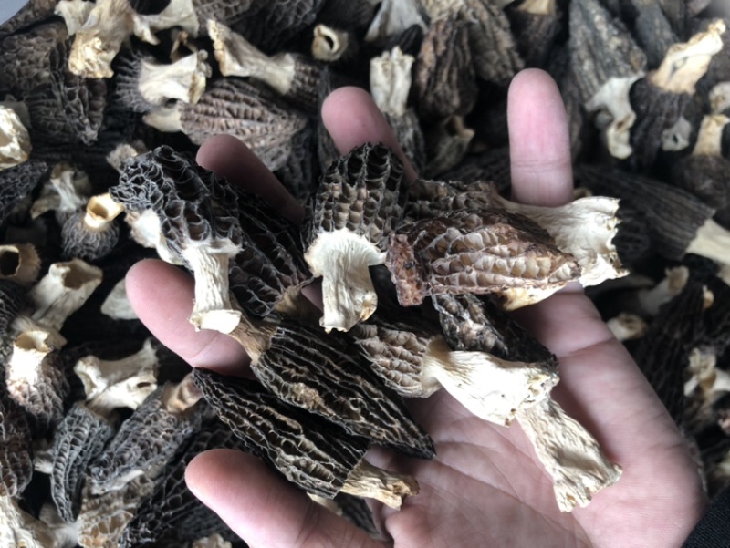 羊肚菌干货精品羊肚菌价格实惠250克500克