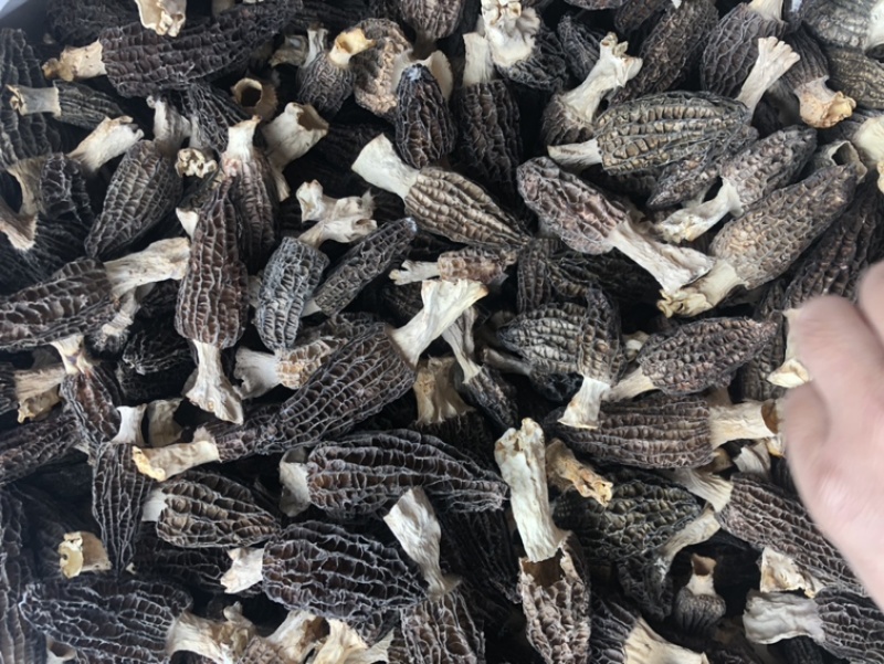 羊肚菌干货精品羊肚菌价格实惠250克500克