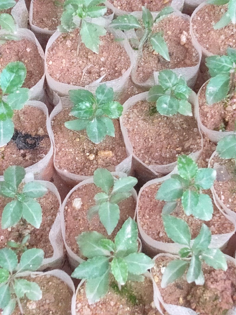 【牛商推荐】岗梅种苗，自产自销，可视频看货，量大从优