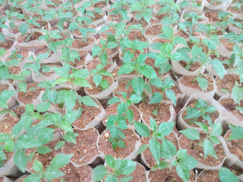 【牛商推荐】岗梅种苗，自产自销，可视频看货，量大从优