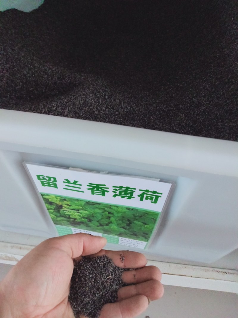 薄荷种子四季种易活驱蚊花种籽室内食用盆栽花卉绿化植物