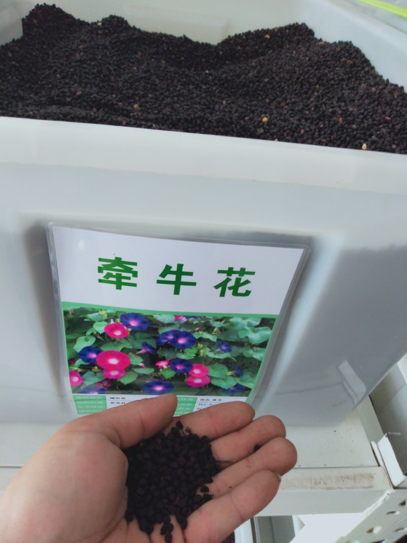 牵牛花种子爬藤喇叭花种籽子庭院攀缘花籽春秋种植花卉种子