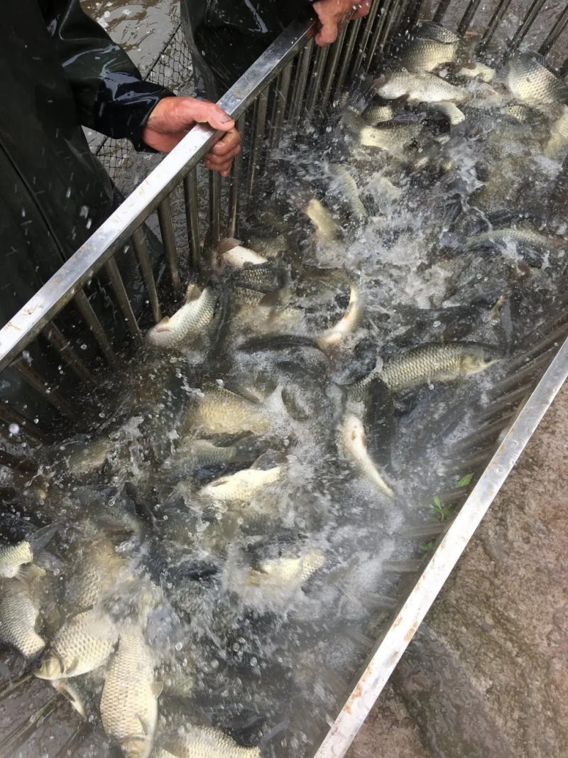 快大型鲫鱼苗高产中科5号鲫鱼水花、淡水养殖鱼苗批发