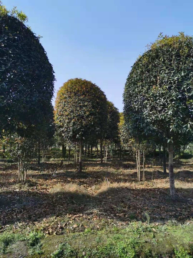 桂花，桂花，桂花，桂花