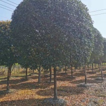 桂花，桂花，桂花，桂花