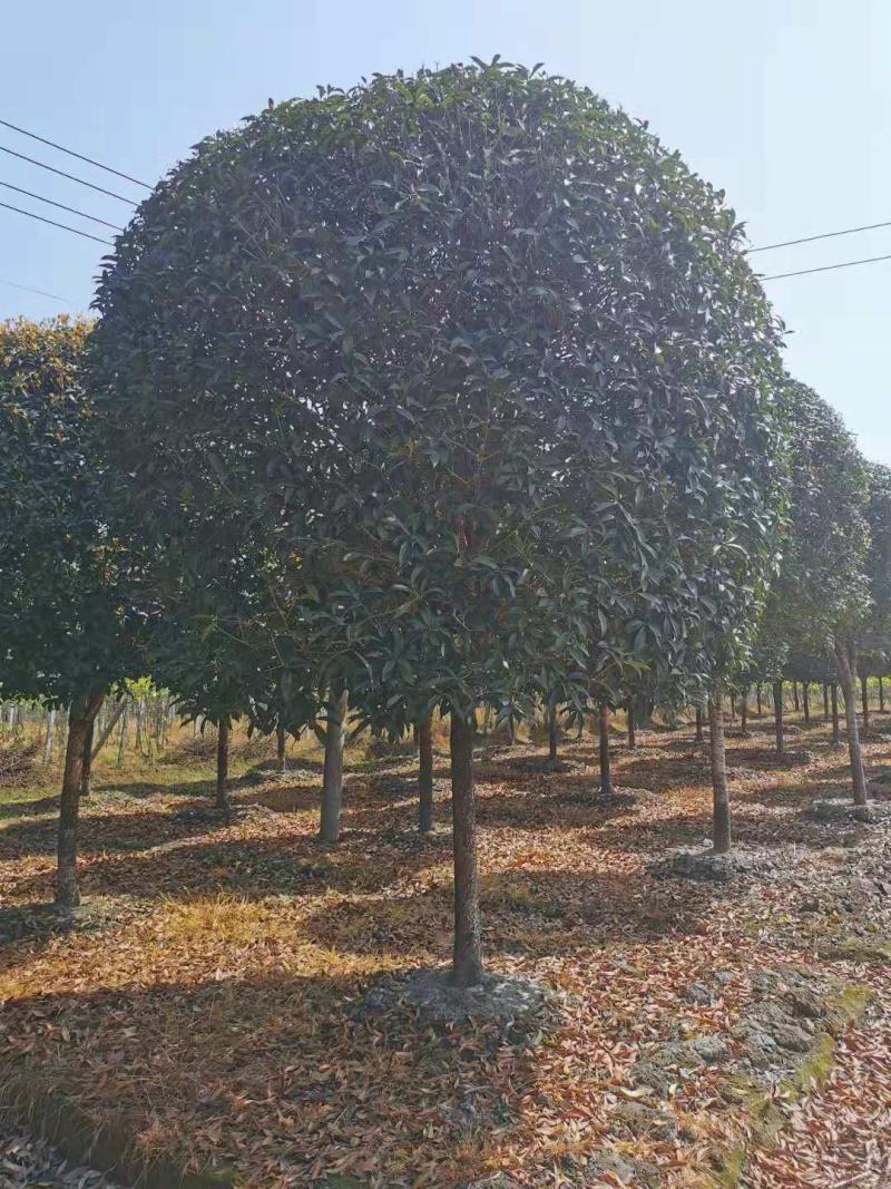 桂花，桂花，桂花，桂花