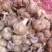 大理红蒜，瓣蒜，独蒜，量大从优