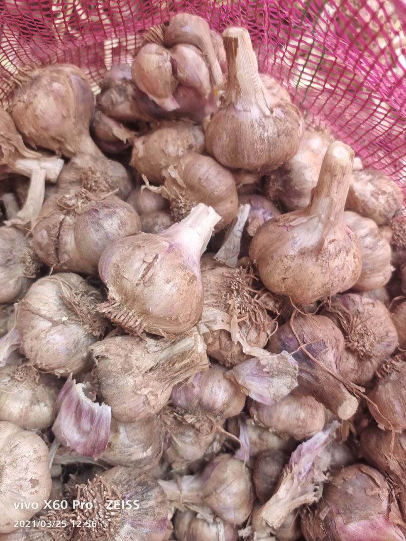 大理红蒜，瓣蒜，独蒜，量大从优
