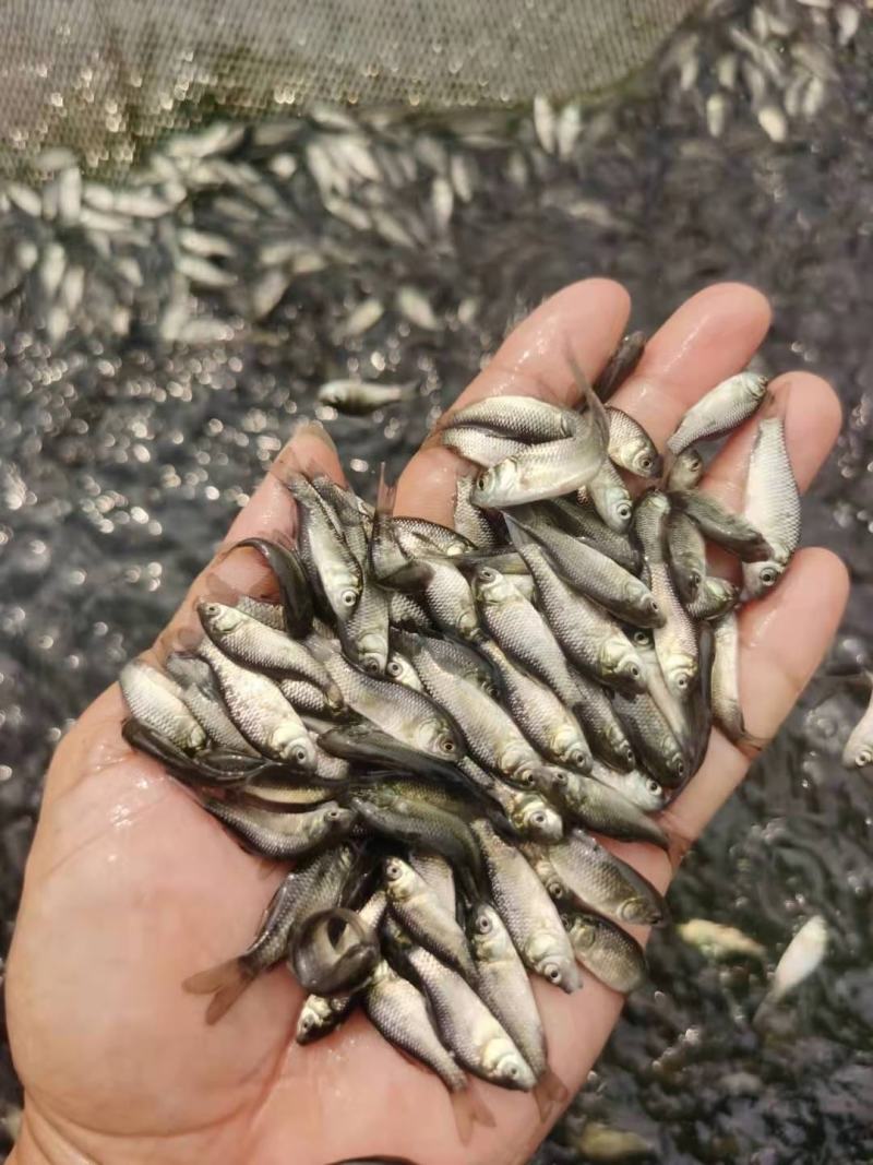 【苗场直供】鲫鱼苗鲫鱼水花高产杂交鲫中科5号鲫鱼快大好养
