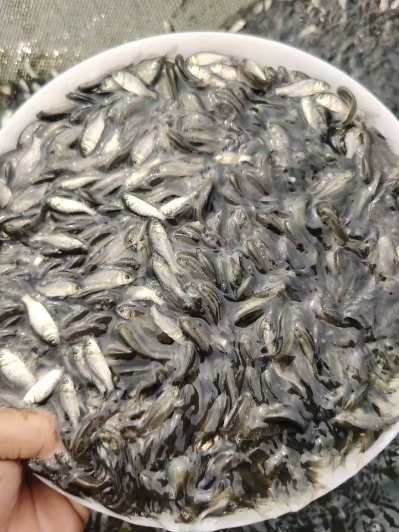 【苗场直供】鲫鱼苗鲫鱼水花高产杂交鲫中科5号鲫鱼快大好养