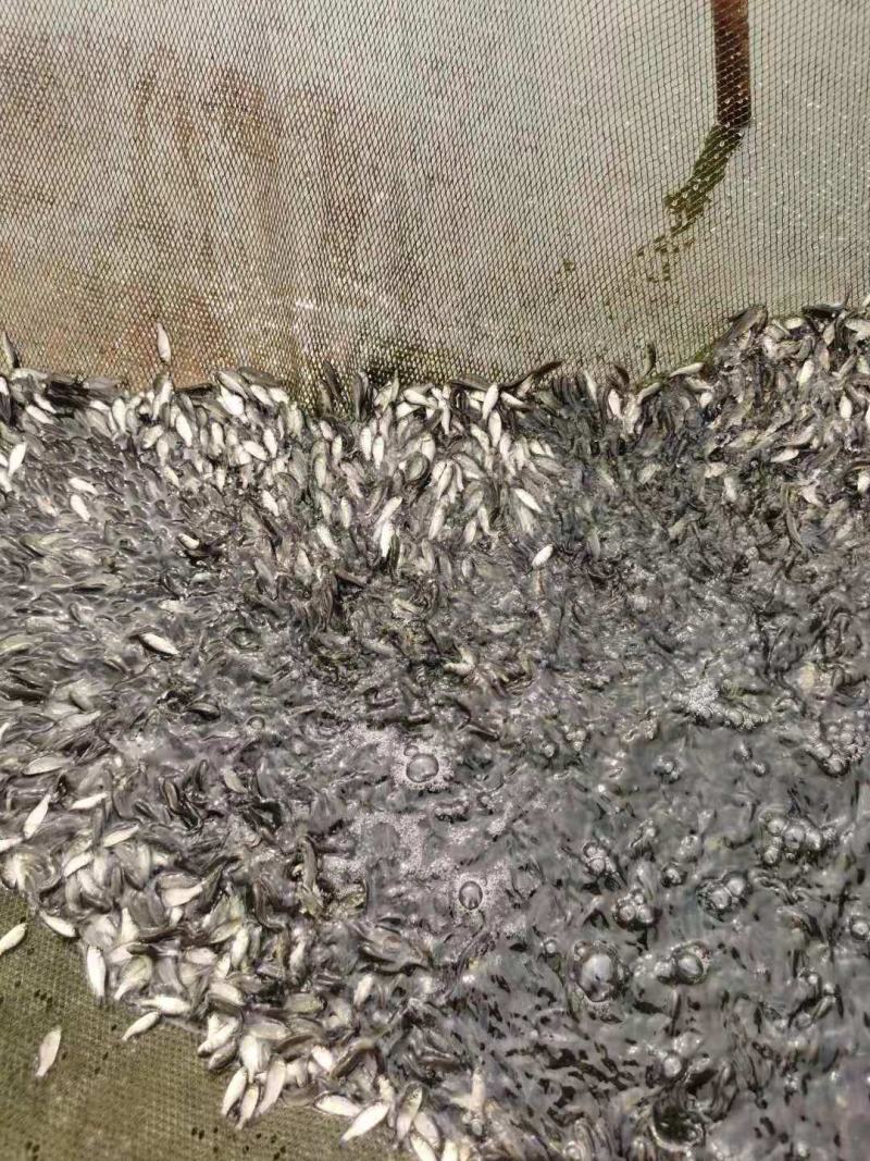 【苗场直供】鲫鱼苗鲫鱼水花高产杂交鲫中科5号鲫鱼快大好养