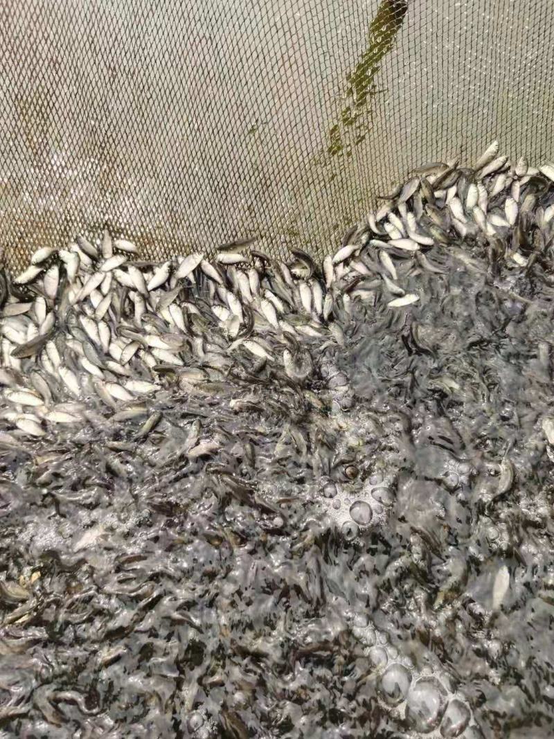 【苗场直供】鲫鱼苗鲫鱼水花高产杂交鲫中科5号鲫鱼快大好养