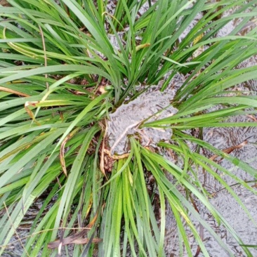 野生大叶红根石菖蒲苗，有特级大苗，中苗和小苗