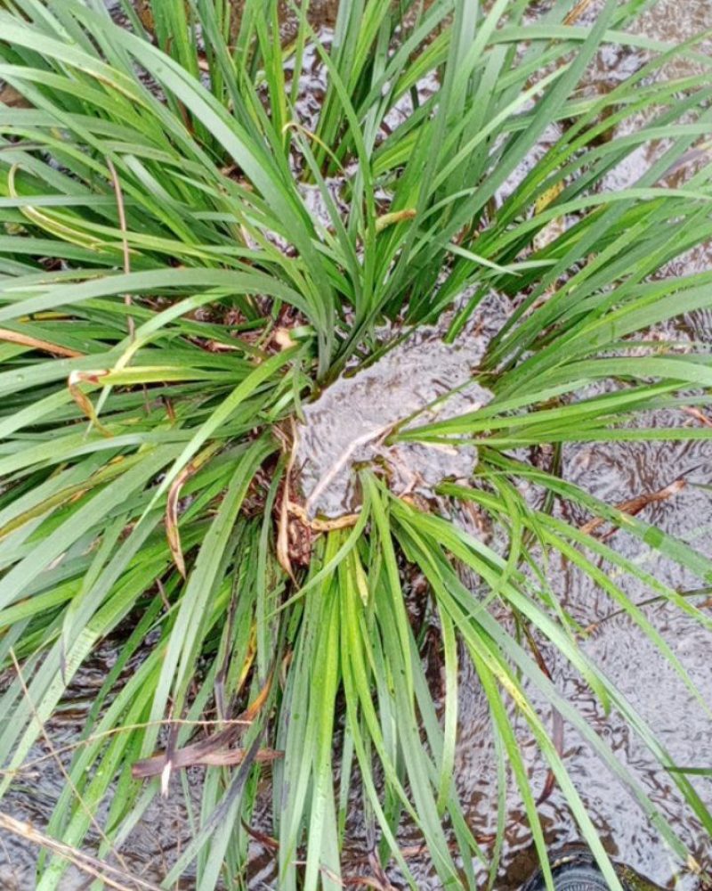 野生大叶红根石菖蒲苗，有特级大苗，中苗和小苗