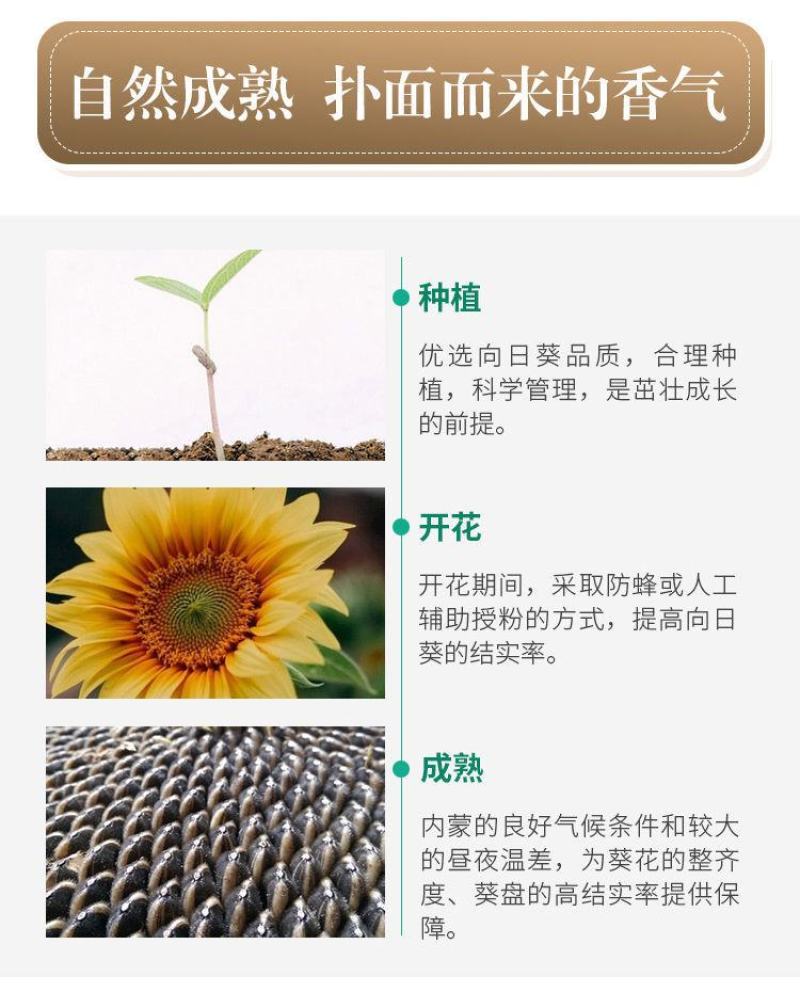 【一件代发】内蒙古生瓜子新货新鲜葵花籽原味瓜子颗粒熟瓜子