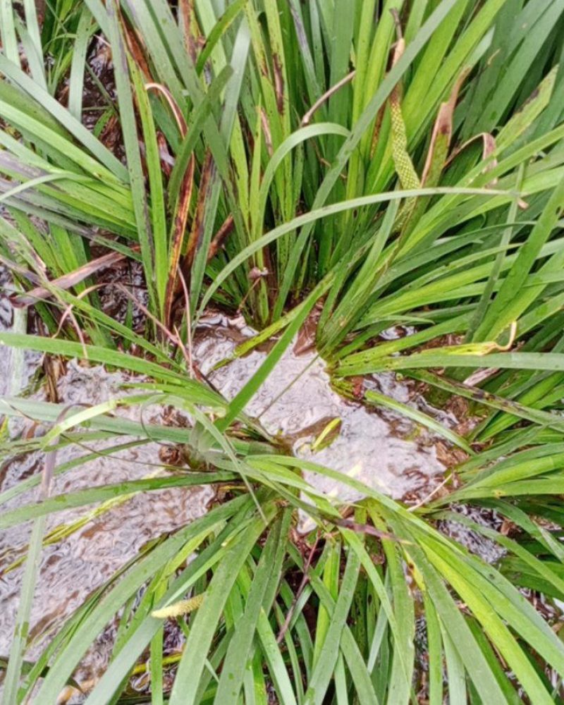 野生大叶红根石菖蒲苗，有特级大苗，中苗和小苗