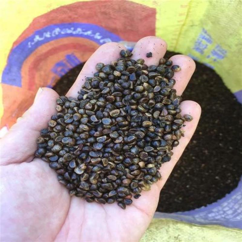 爬山虎种子新款攀爬墙虎种子爬藤植物爬山虎种籽