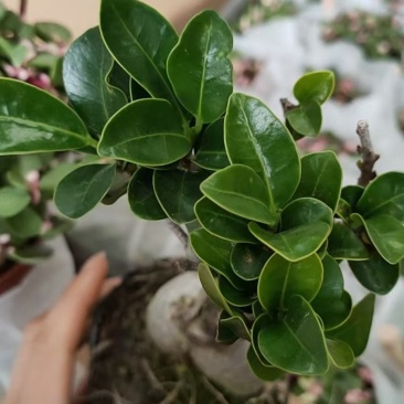 人生榕盆栽植物室内盆景绿化盆栽地摊批发