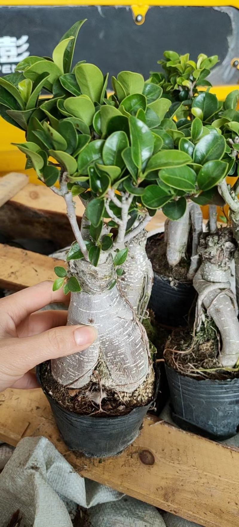 人生榕盆栽植物室内盆景绿化盆栽地摊批发