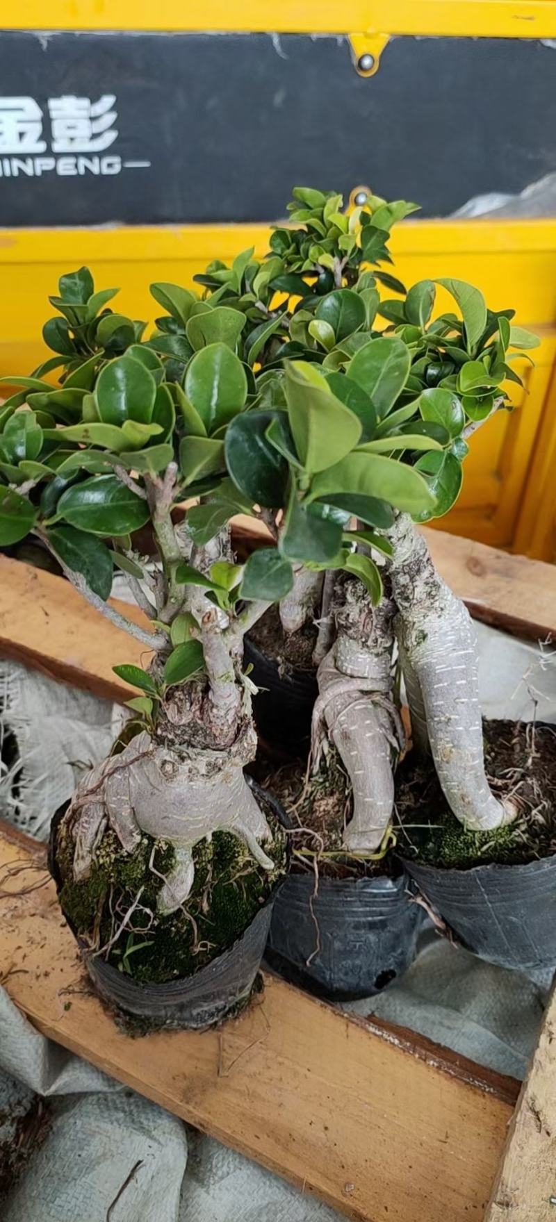 人生榕盆栽植物室内盆景绿化盆栽地摊批发