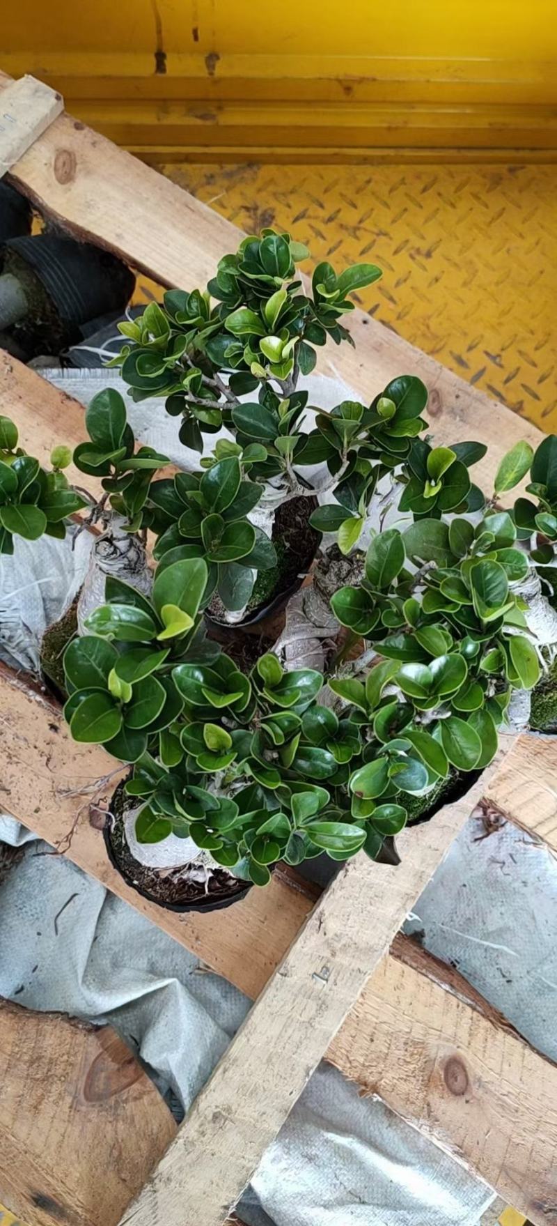 人生榕盆栽植物室内盆景绿化盆栽地摊批发