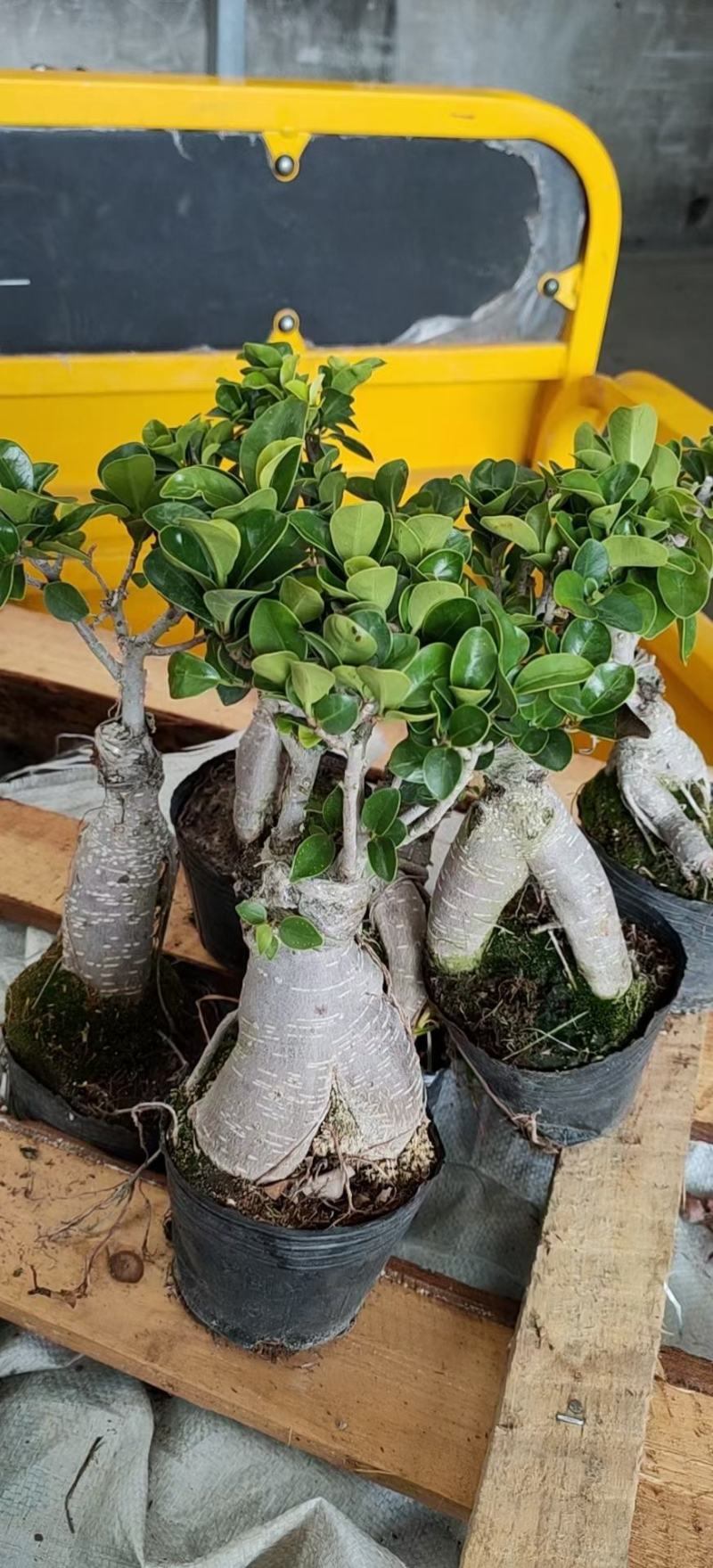 人生榕盆栽植物室内盆景绿化盆栽地摊批发
