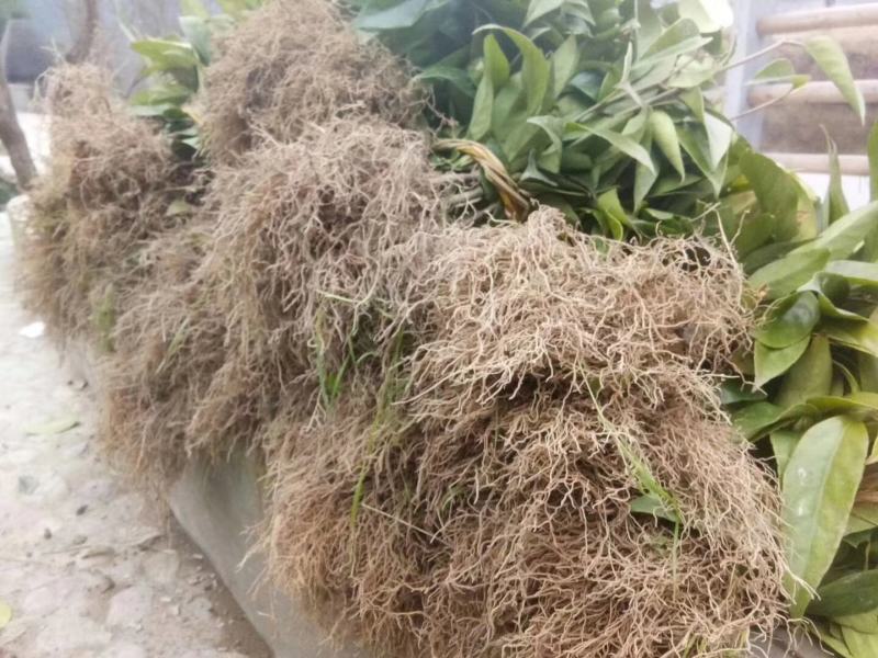 布福娜树苗黑老虎种苗