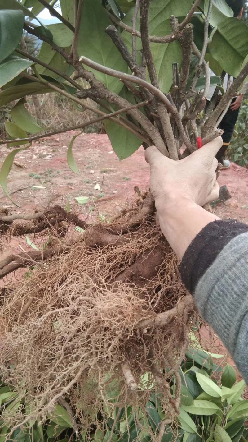 布福娜树苗黑老虎种苗