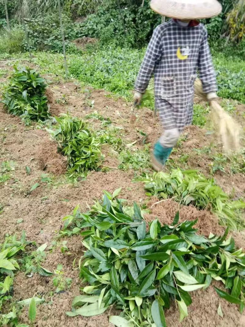 布福娜种苗黑老虎种苗