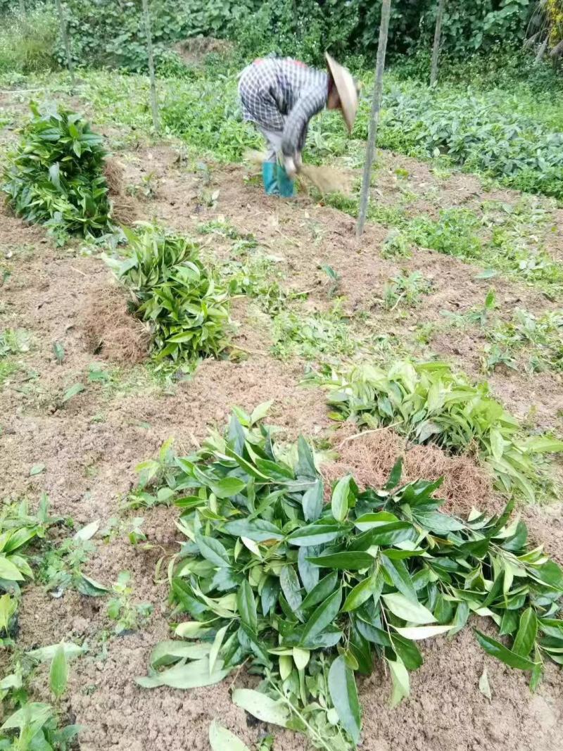 布福娜种苗黑老虎种苗