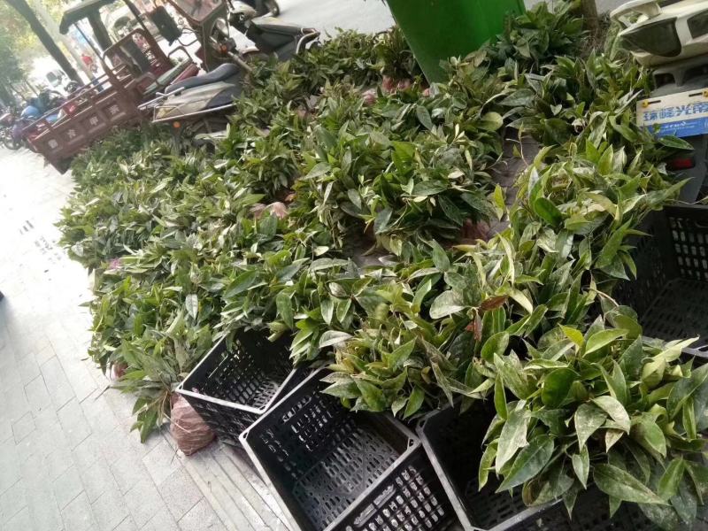 布福娜种苗黑老虎种苗