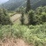 布福娜种苗黑老虎种苗