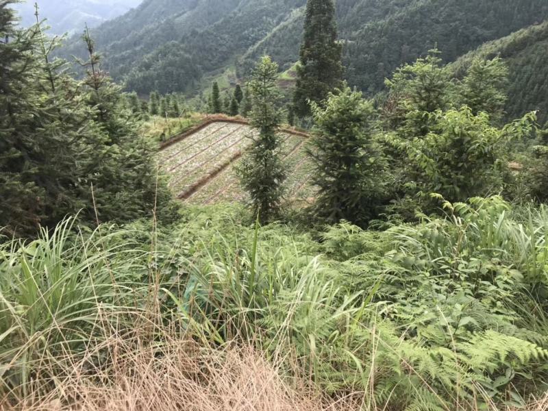 布福娜种苗黑老虎种苗