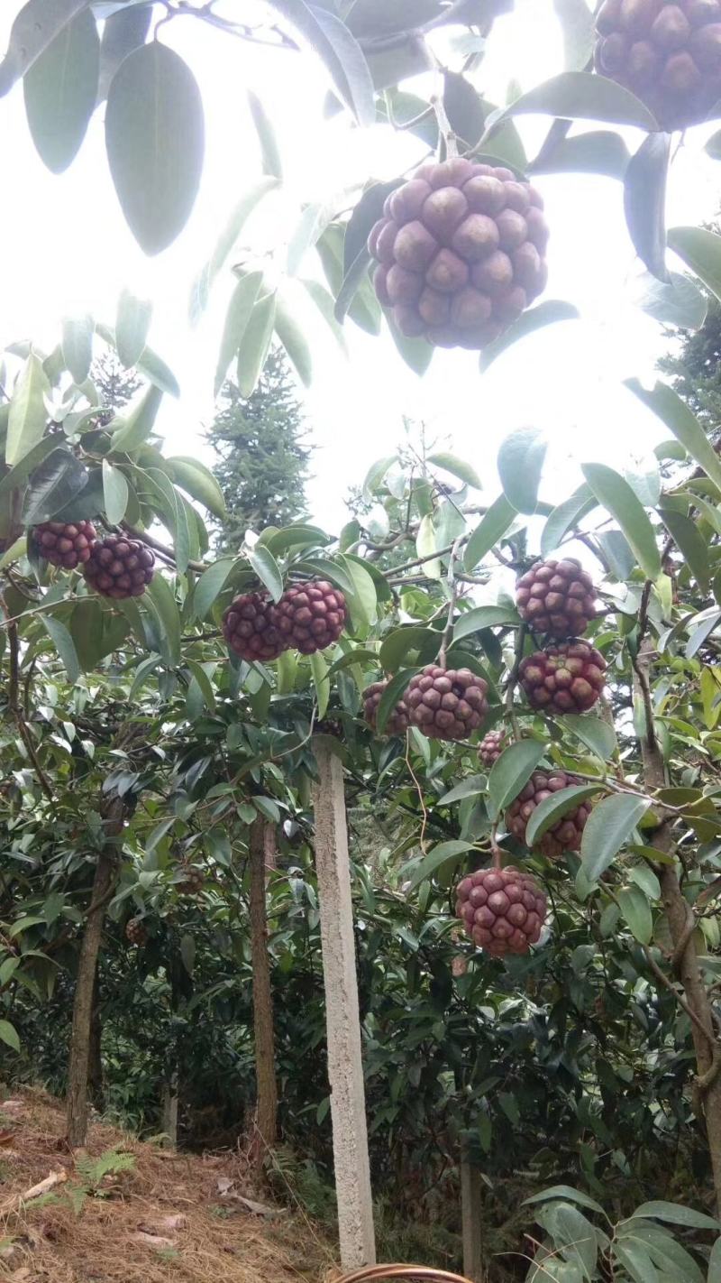 布福娜种苗黑老虎种苗