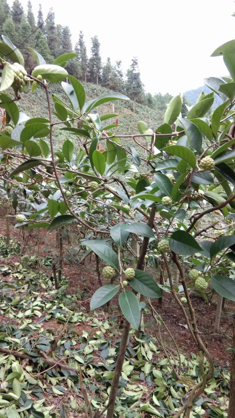 布福娜种苗黑老虎种苗