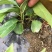 布福娜种苗黑老虎种苗