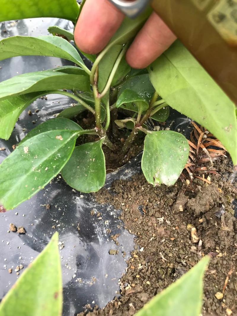 布福娜种苗黑老虎种苗