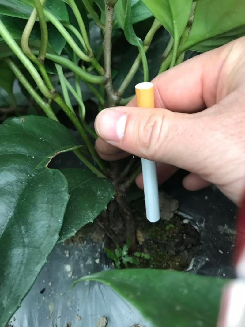 布福娜种苗黑老虎种苗