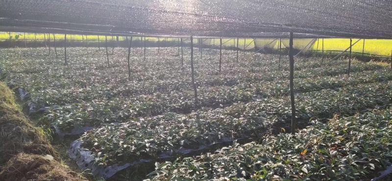 布福娜种苗黑老虎种苗