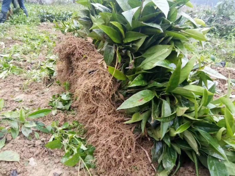 布福娜种苗黑老虎种苗