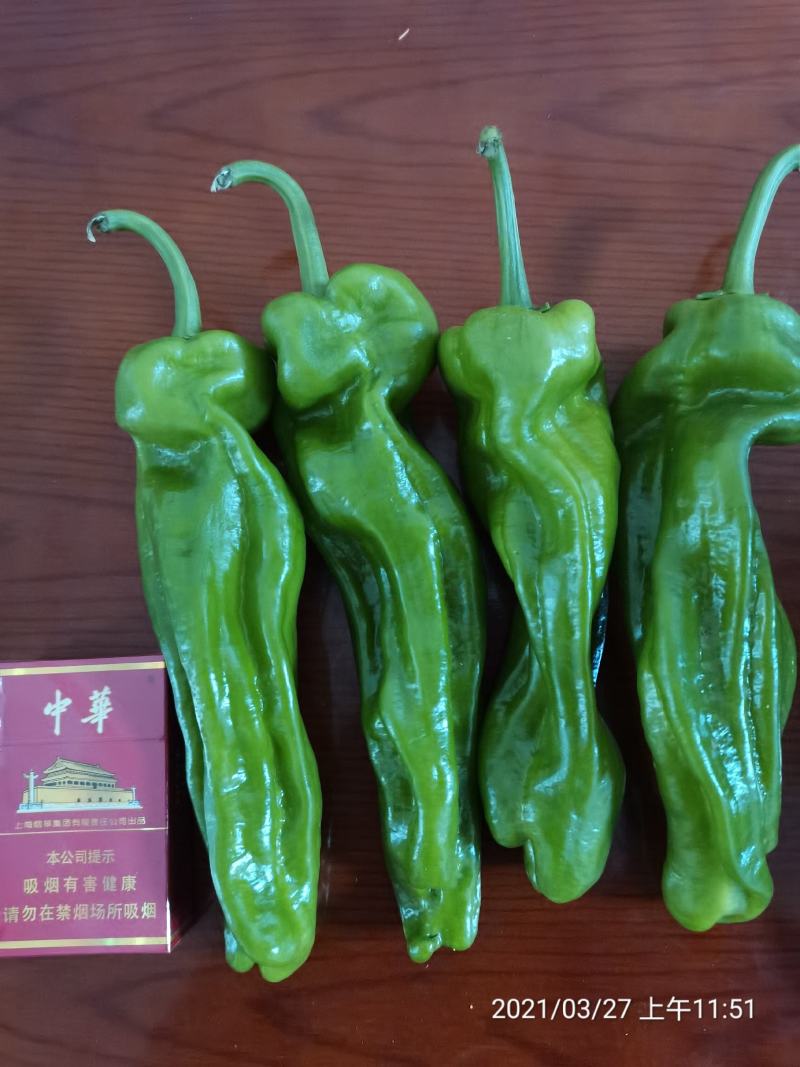辣椒苗薄皮椒苗，邹皮椒苗苏椒5号免费技术指导