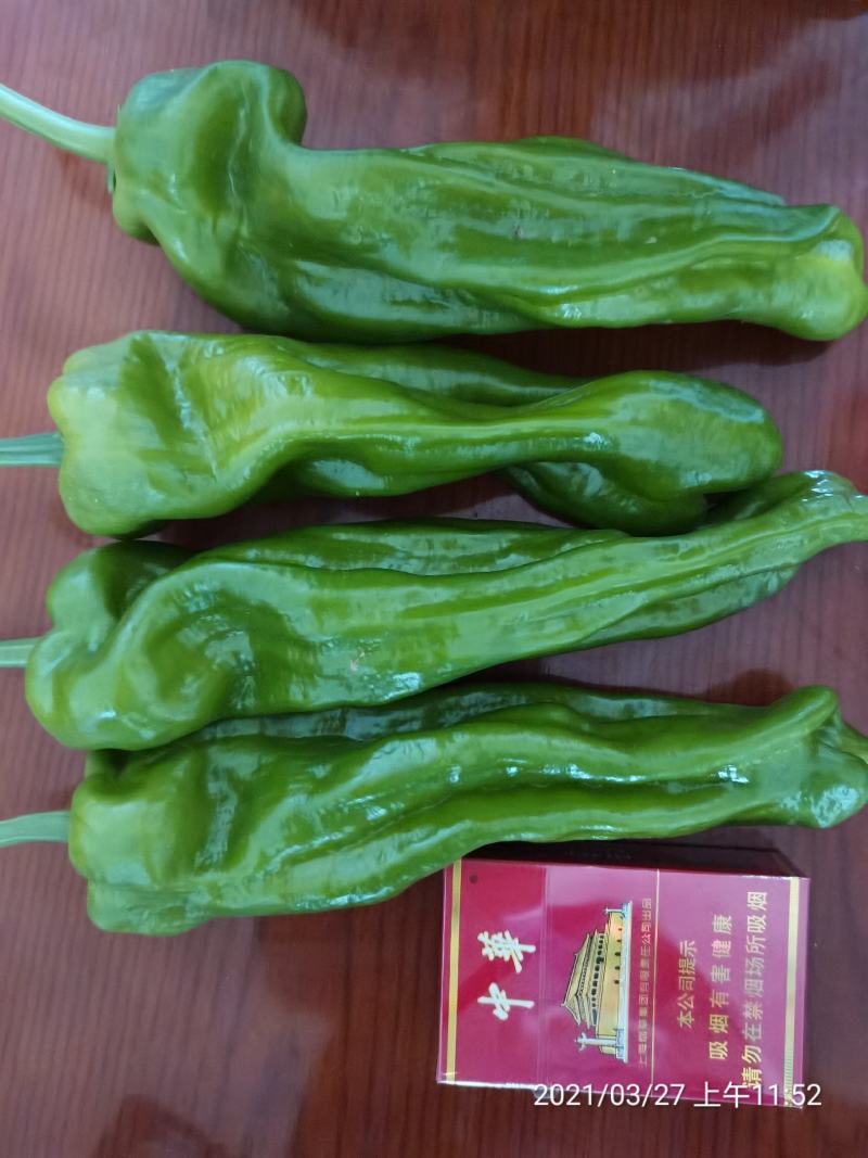 辣椒苗薄皮椒苗，邹皮椒苗苏椒5号免费技术指导