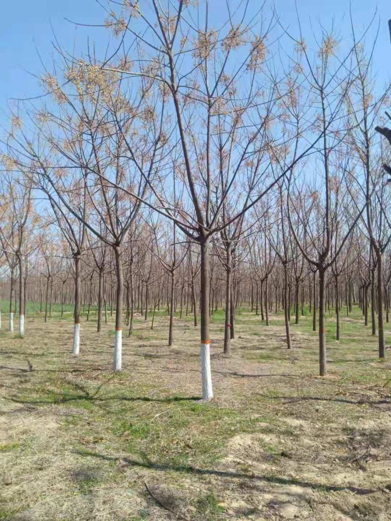 供应苦楝10-20公分，照片质量量大优惠