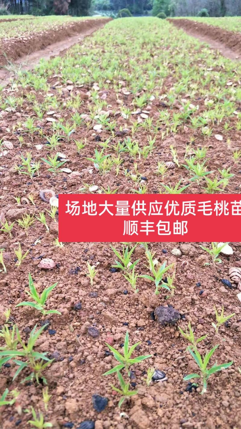 供应优质毛桃芽苗毛桃苗