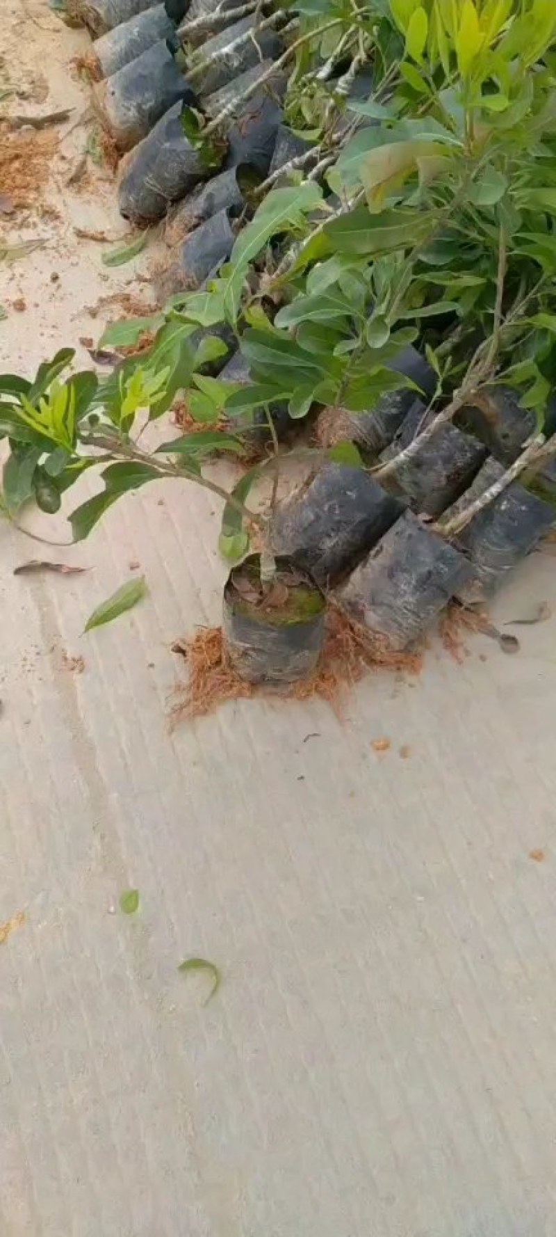 东魁杨梅苗，好管理果子大，屋前屋后都可以种上一棵