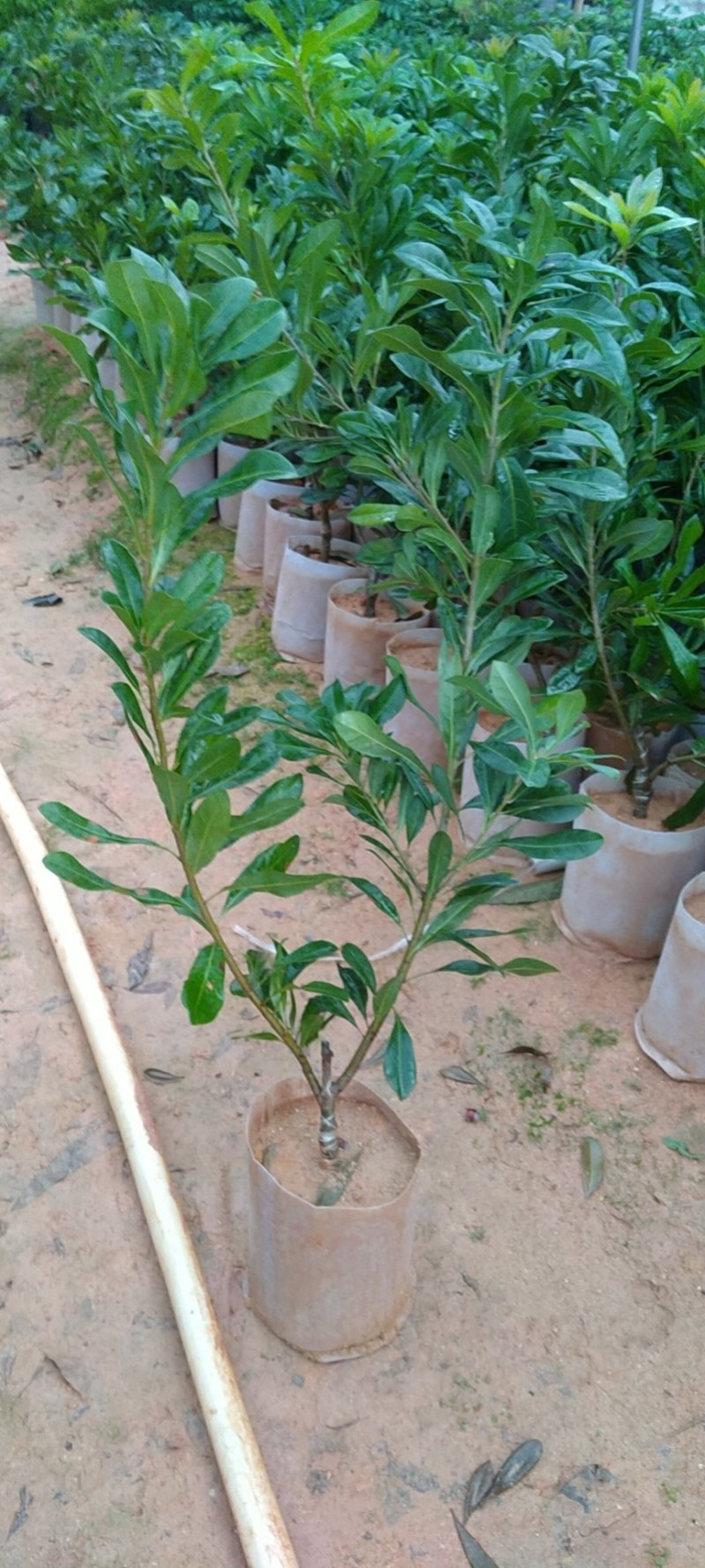 东魁杨梅苗，好管理果子大，屋前屋后都可以种上一棵