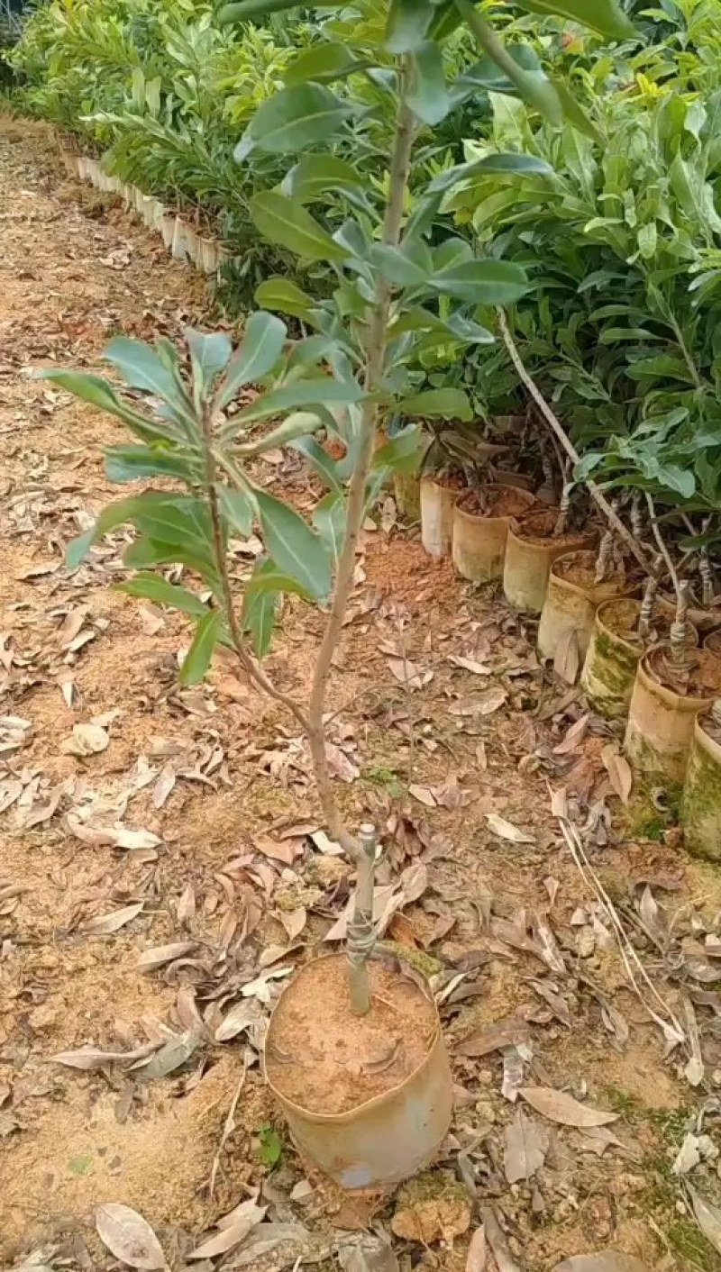 东魁杨梅苗，好管理果子大，屋前屋后都可以种上一棵