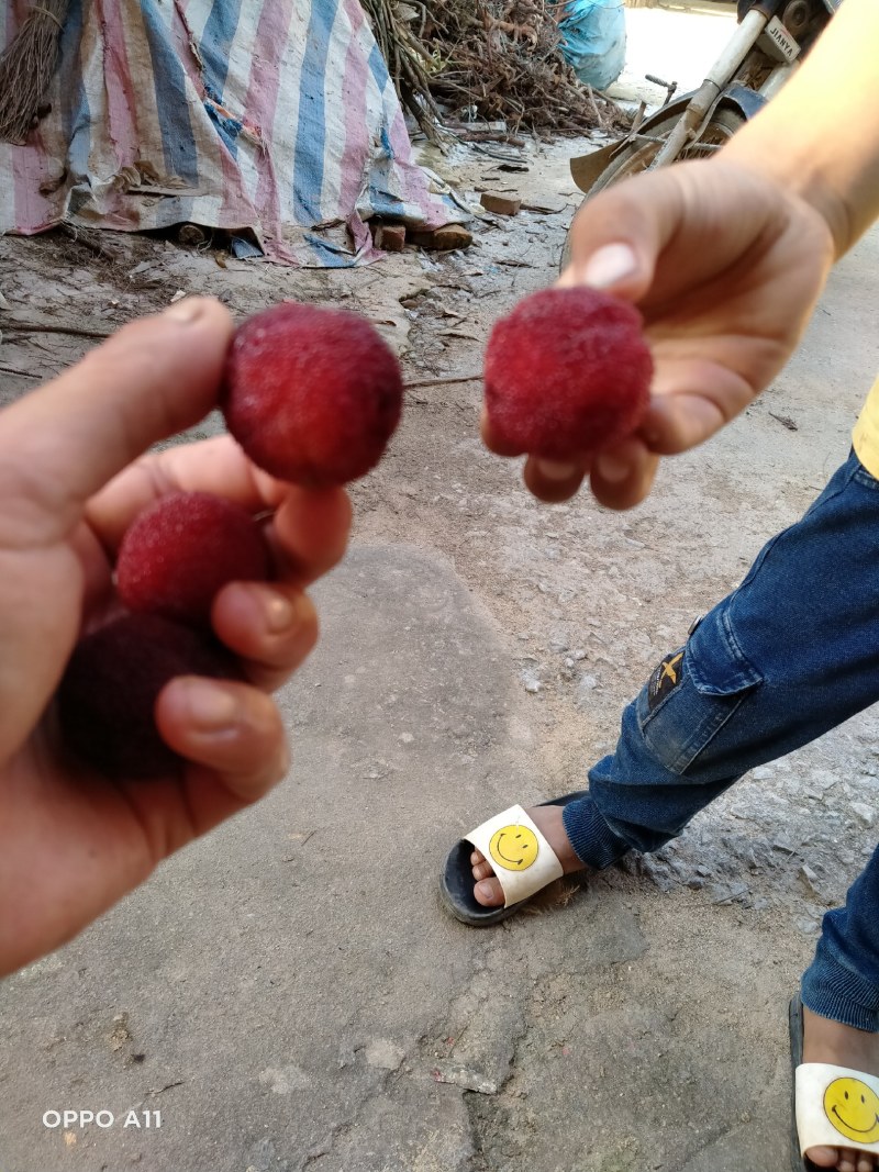 东魁杨梅苗，好管理果子大，屋前屋后都可以种上一棵
