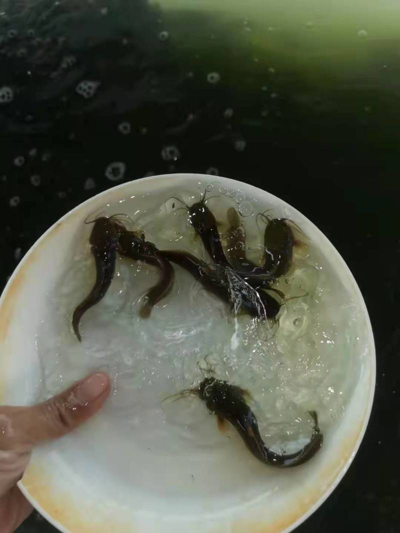塘角鱼苗塘鲺鱼苗胡子鲶鱼苗大量出售全程技术指导