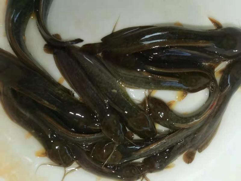 塘角鱼苗塘鲺鱼苗胡子鲶鱼苗大量出售全程技术指导